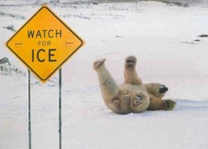 bear-ice